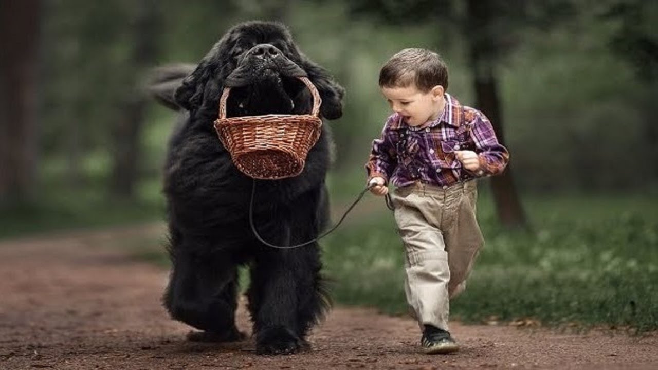 Newfoundland Dog Playing With Kids