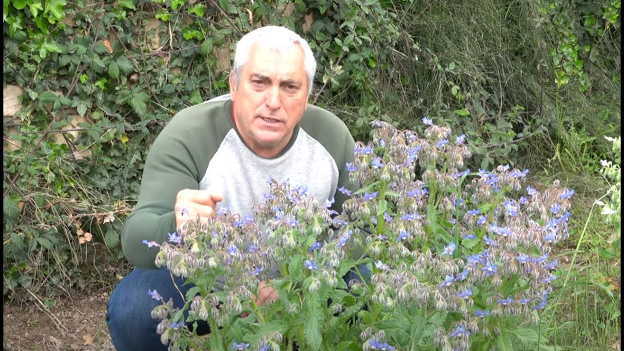🌸 Borraja (Borago officinalis): La Flor Azul que Cautiv&oacute; Cocinas y Huertos