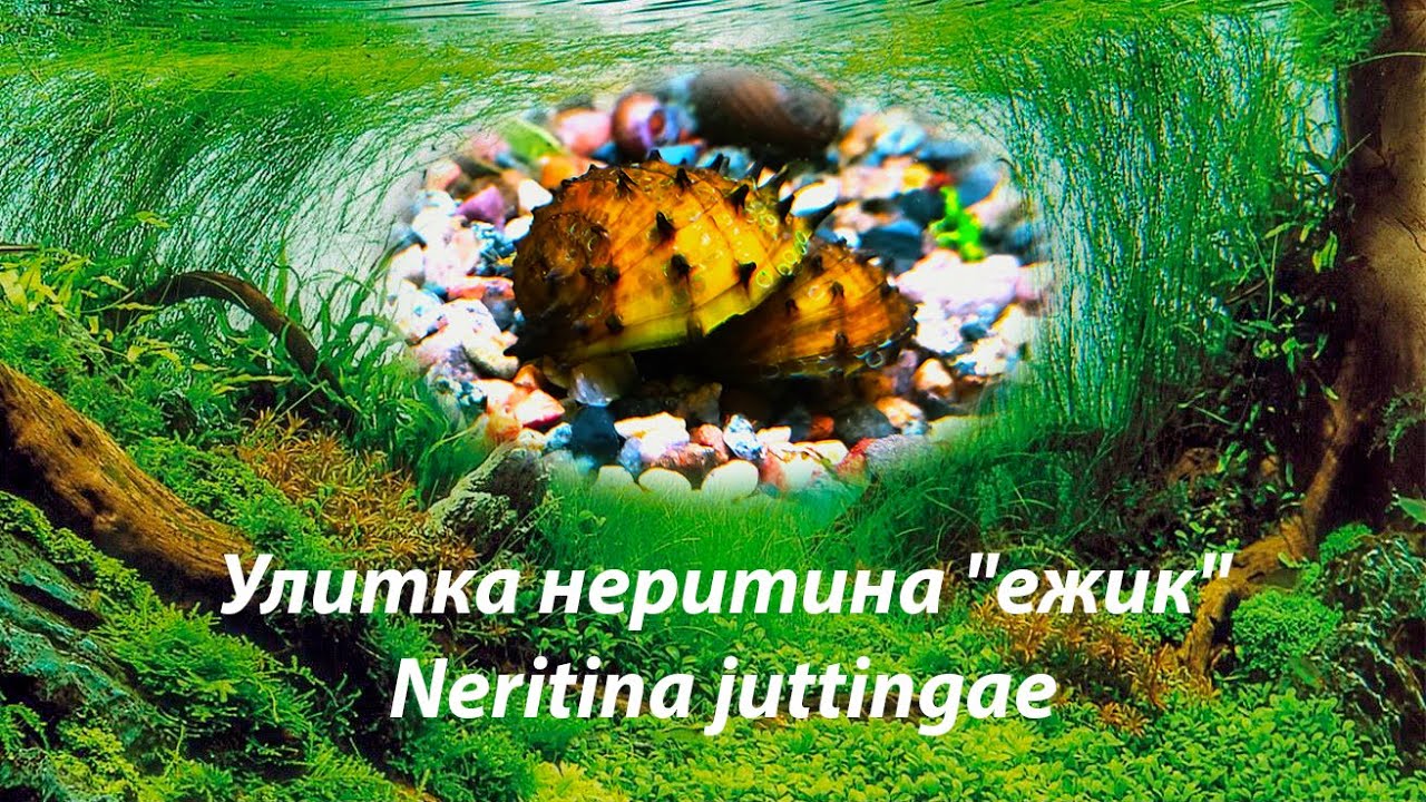 Улитка неритина 