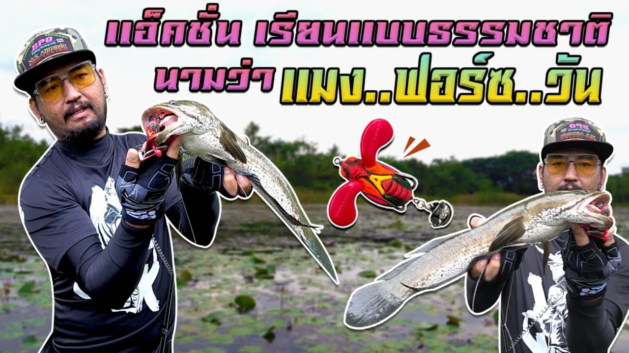 เปิดตัว แมง-ฟอร์ซ-วัน