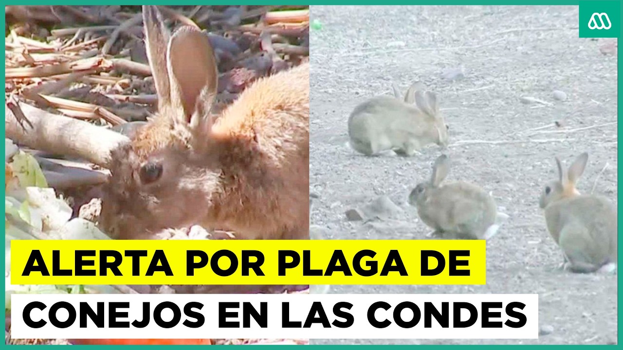 Alerta por plaga de conejos en Las Condes: más de 100 ejemplares se reproducen sin control
