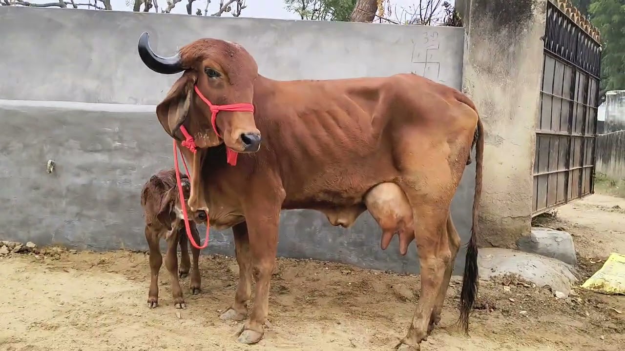 14 liter vali gir cow top quality nicha female calf sal ka lia kotaid kara 9251172993