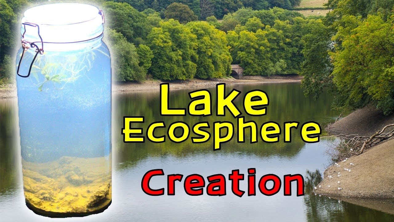 Creating a Lake Ecosphere │ An ECOSYSTEM within a SEALED glass JAR!