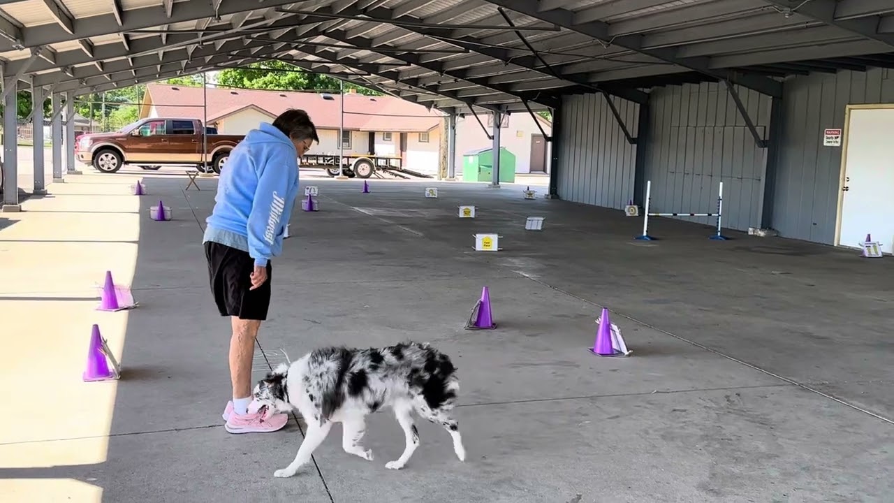 AKC Rally Excellent Course #1