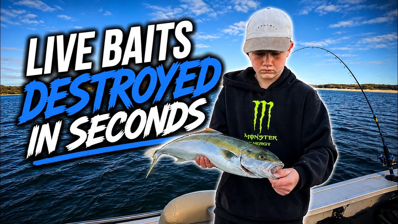 LIVE BAITS DESTROYED IN SECONDS (Kingfish Went Crazy)