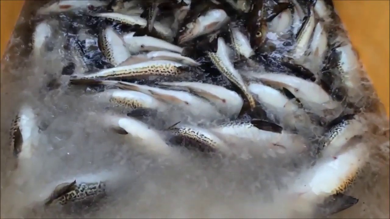 DeepChill Slurry Ice installation in a Fish Receiving Center and Fish Market in Japan