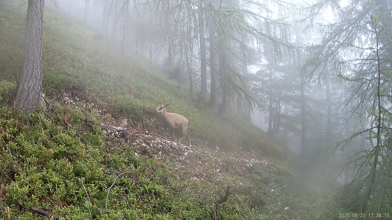 Chamois (Rupicapra rupicapra)