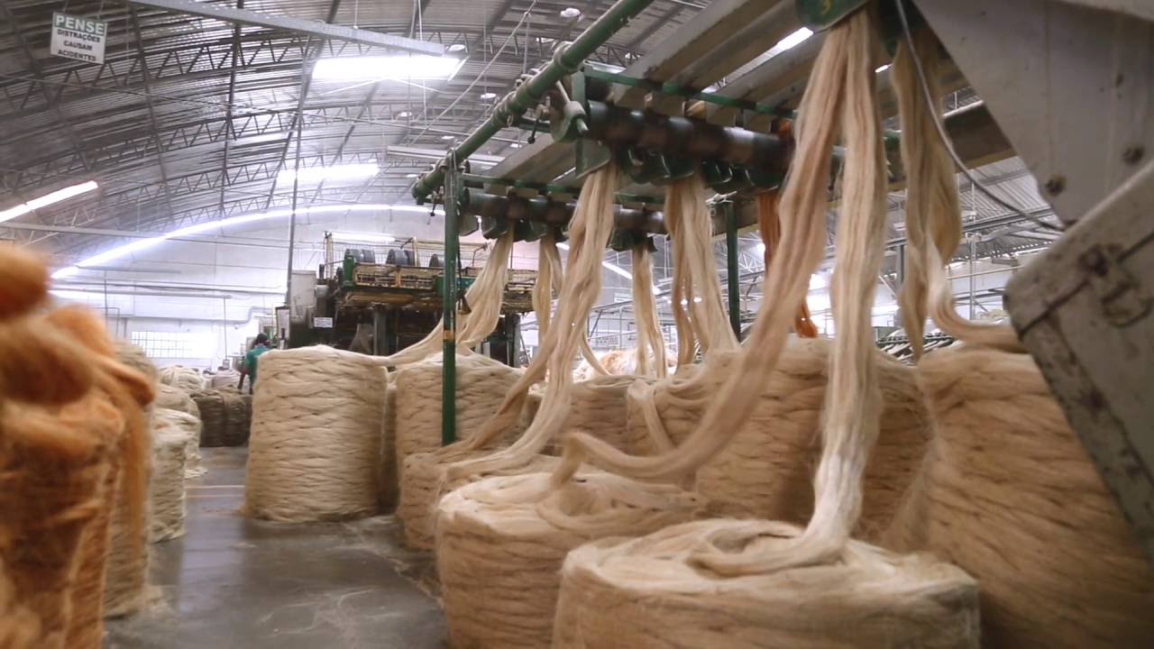Documentário ouro verde , o sisal nosso de cada dia