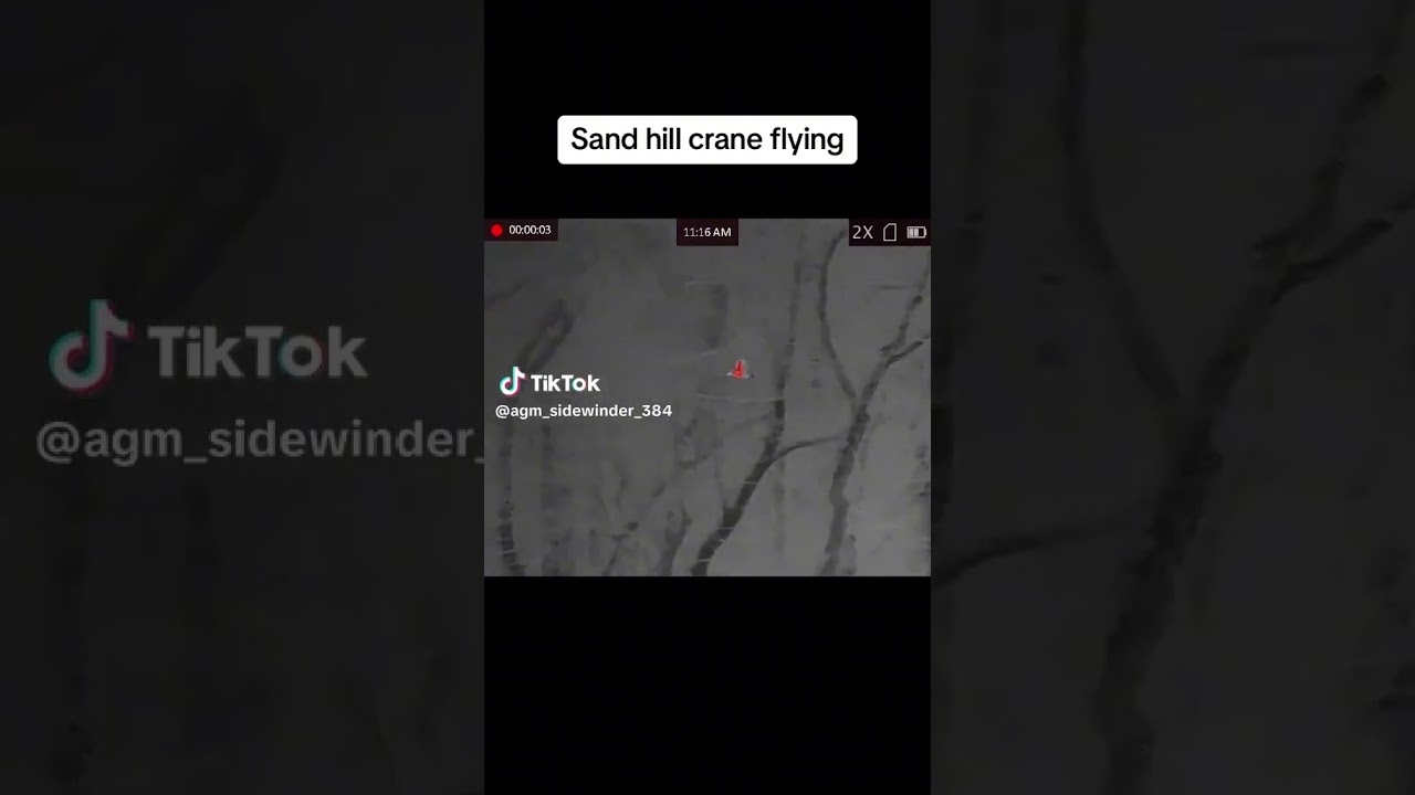 Another SandHill CRANE   Link in comments 