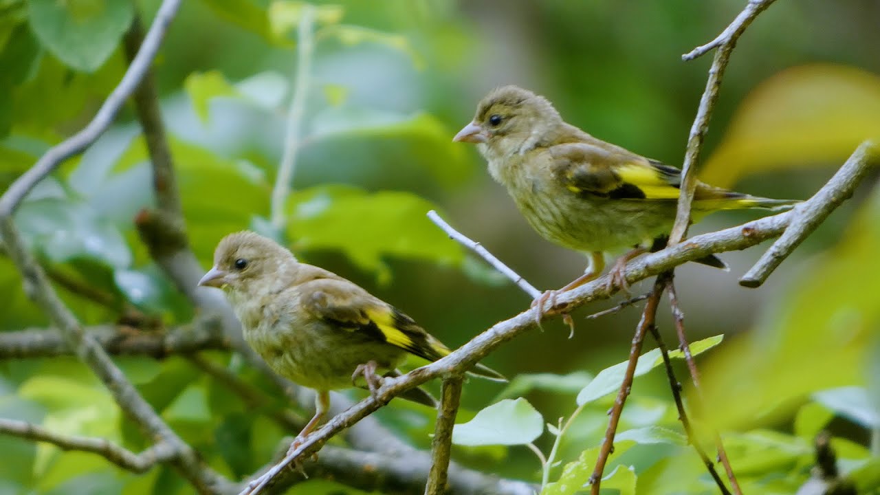 Panasonic LUMIX DC-FZ85D - 4K Sample Movie