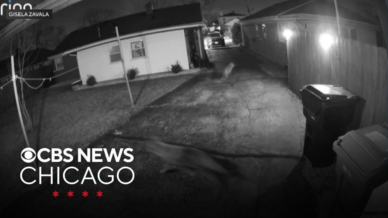Coyote sightings raise concerns in Chicago area