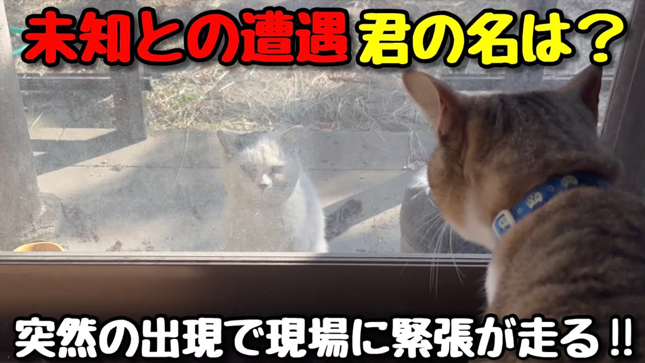 【保護猫３兄弟】未知との遭遇！君の名は？突然の出現で現場に緊張が走る‼︎【こゆきチャンネル】#33