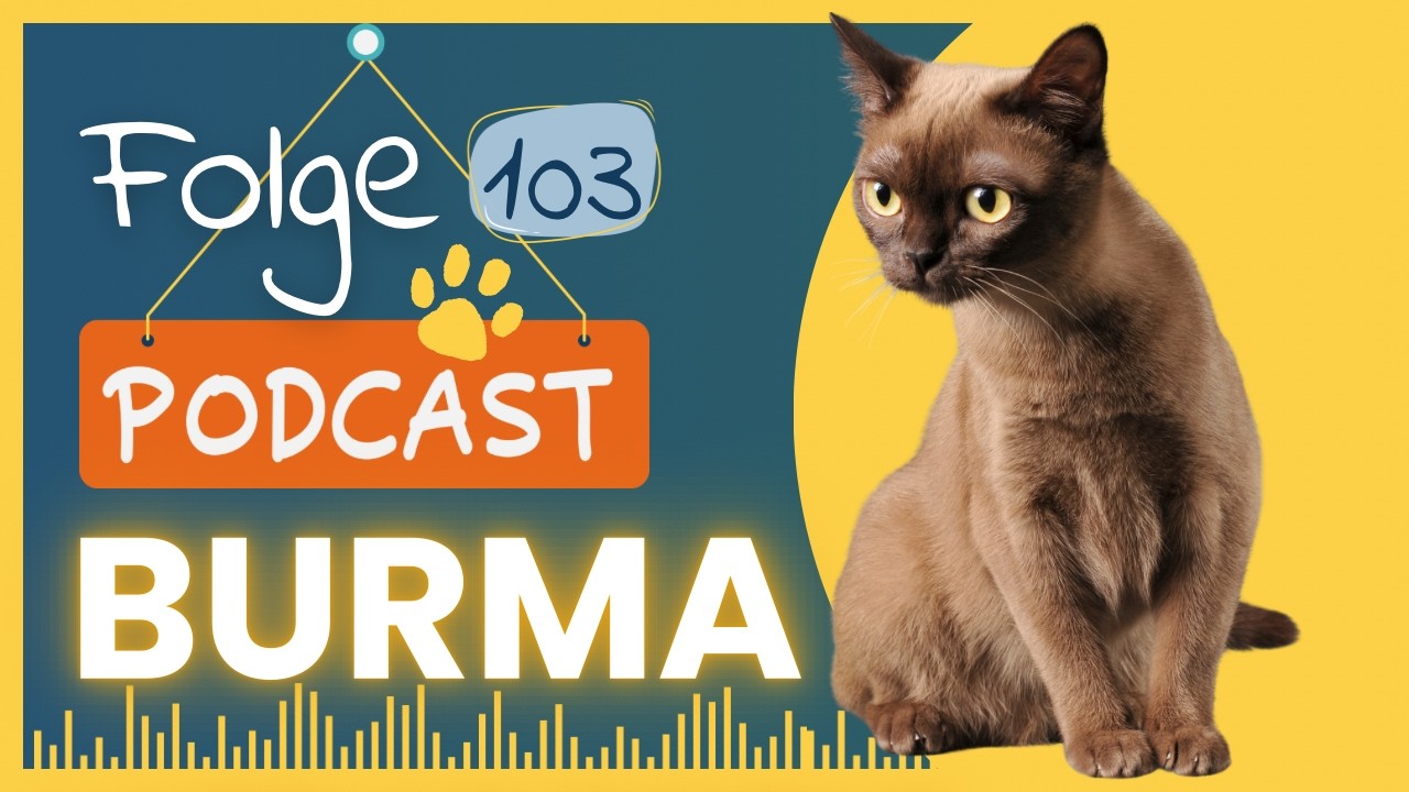 Die Burma - Faszinierende Herkunft im Rasseprofil I #103
