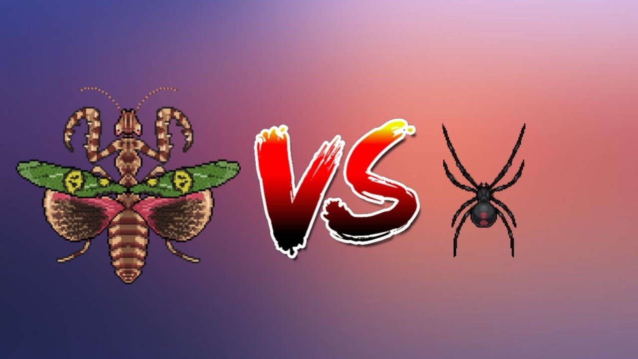 Pocket ants Jeweled Flower Mantis vs Black Widow
