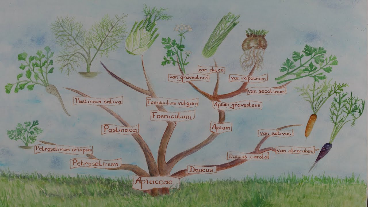 Como produzir suas próprias sementes de pastinaca?