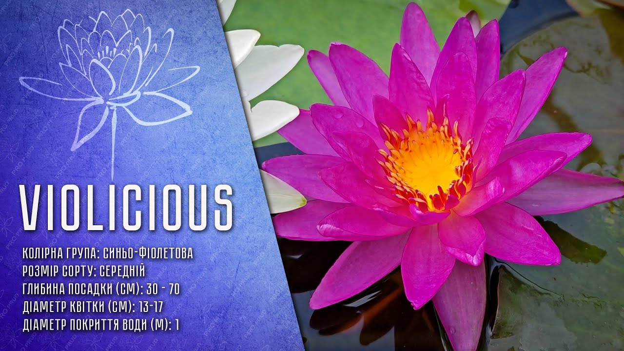Nymphaea Violicious - Німфея Віолішис