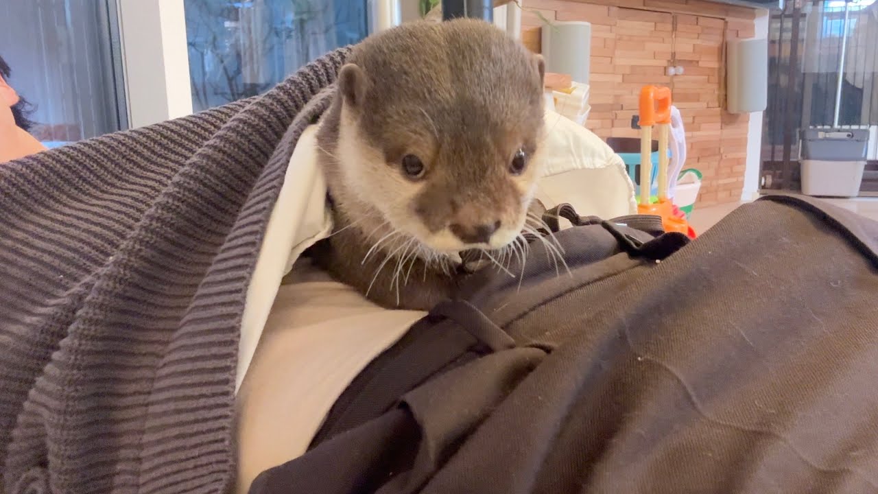 飼い主の着てる服の中で冬眠し始めたカワウソ 笑 The otter started hibernating inside the clothes its owner was wearing lol