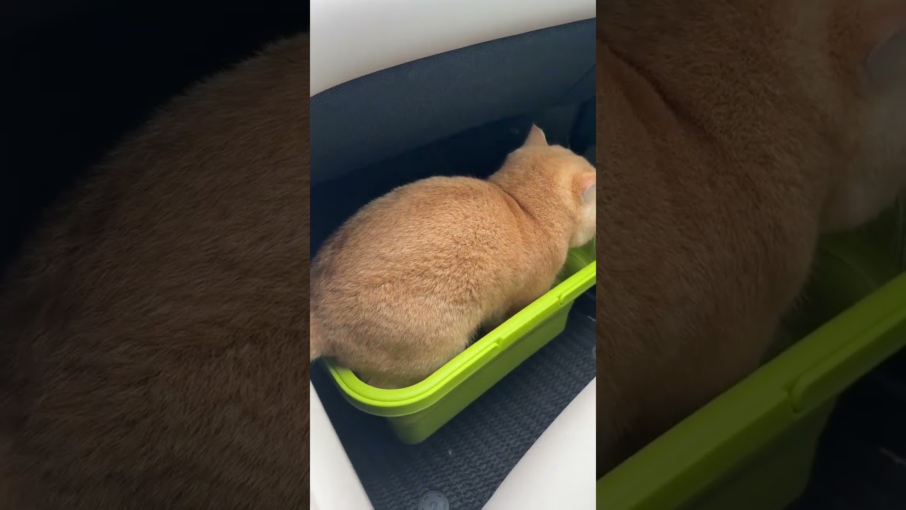 Cats' New Year's Eve Homecoming Delayed Until 4 PM