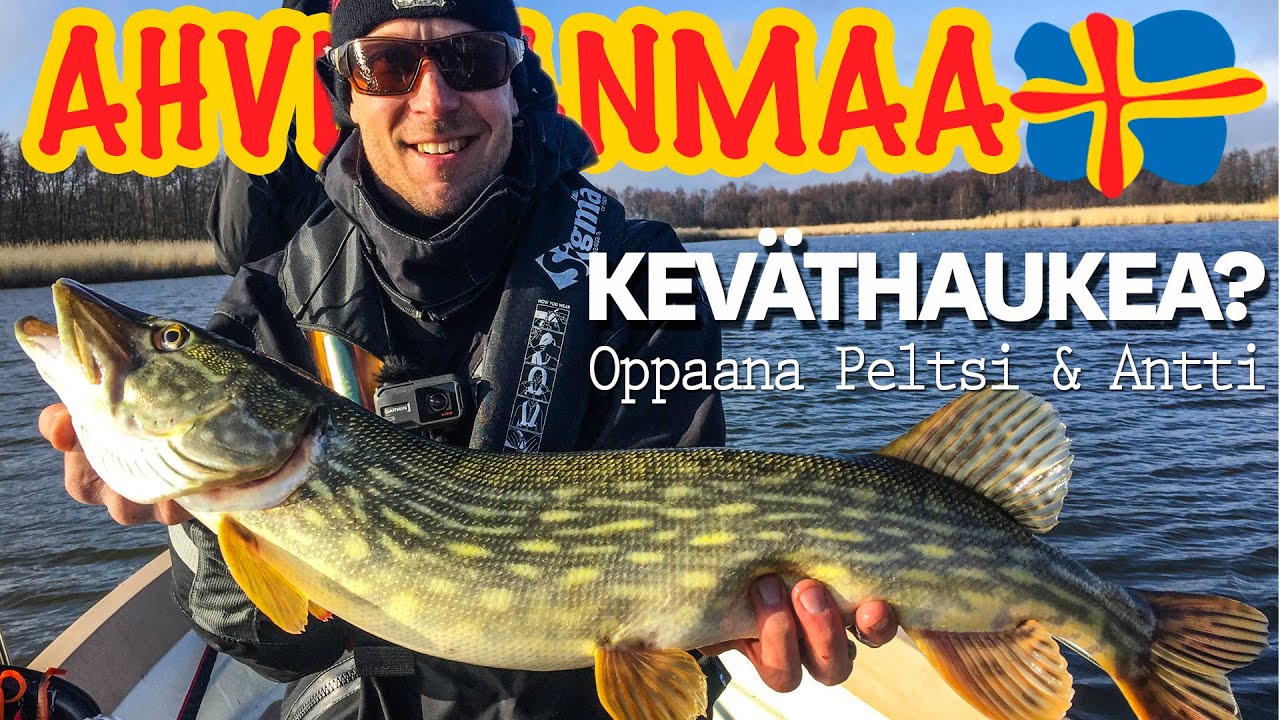 Keväthaukea Ahvenanmaalta - oppaina Peltsi & Antti