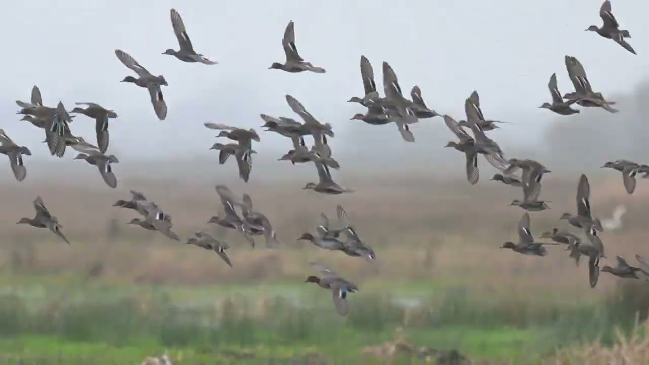 A flock of Teal at RSPB Greylake in Somerset