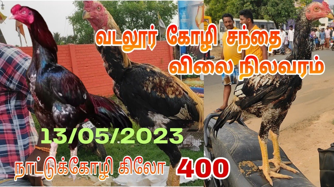 வடலூர் கோழி சந்தை விலை நிலவரம் 13/05/2023 / Vadalur seval santhai price list / vadalur market