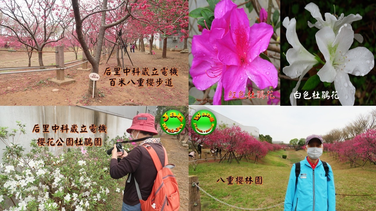 2026.03.11台中后里中科崴立櫻花公園(二)