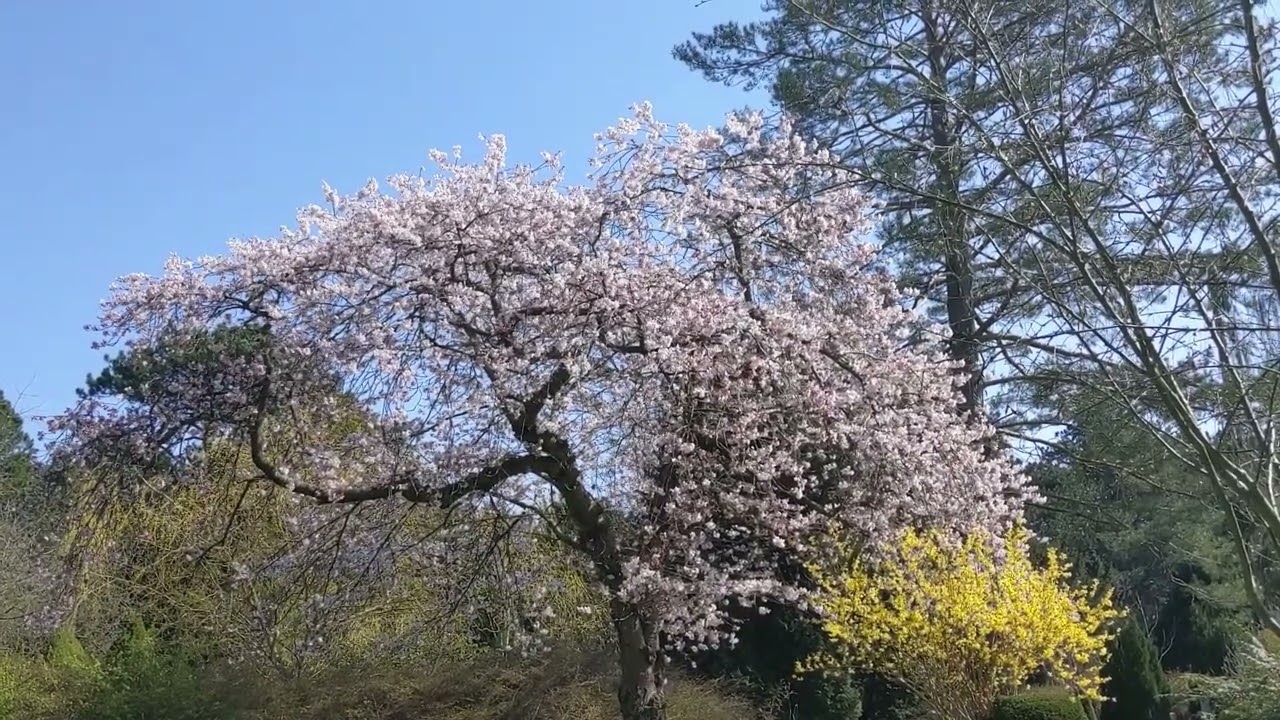 Cherry blossoms in Copenhagen while blind! Mid April 2023