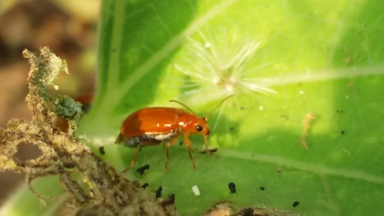 Red lily beetle