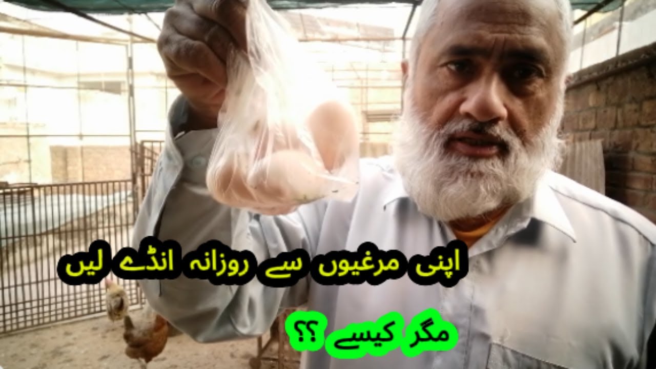Daily Egg Production: Tips to Get Eggs Every Day from Hens | Desi murgi and desi eggs. Daily Tips
