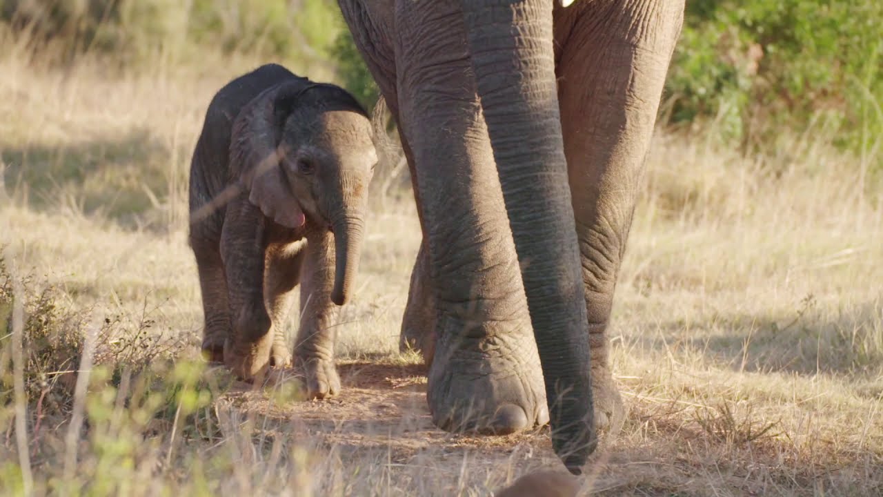 A Week on Safari at Kariega Game Reserve | Filmmaker Ferg