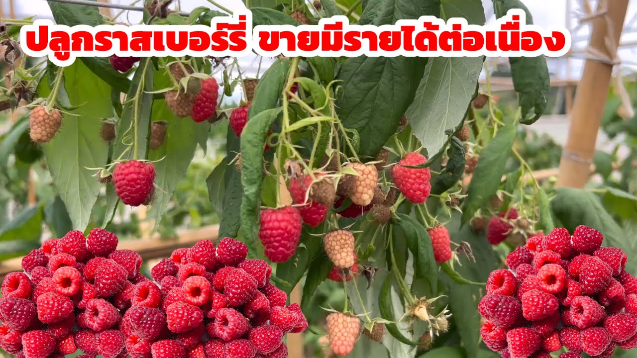 วิธีการปลูกราสเบอร์รี่ ที่สวนเบอรี่ไทย สวนเบอรี่เขาค้อ 061-4194654
