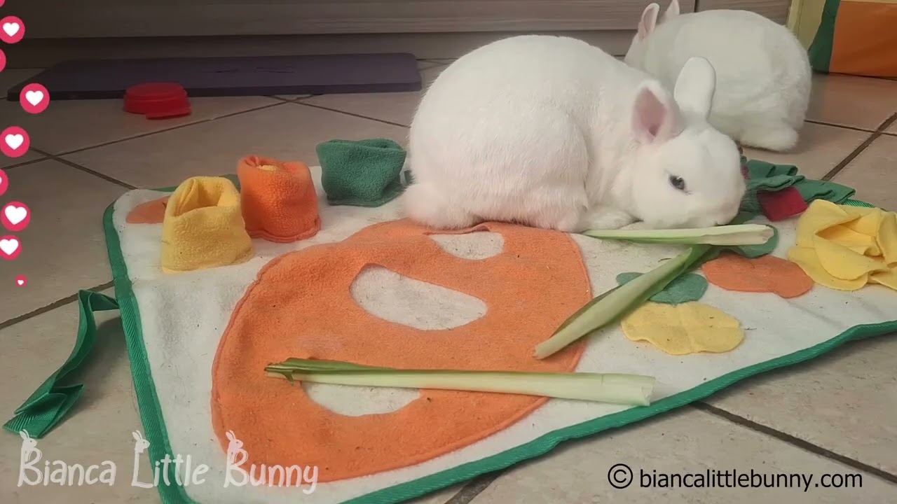 Colazione per Due: Le Conigliette pi&ugrave; Dolci Internet Oggi! 💚🥬