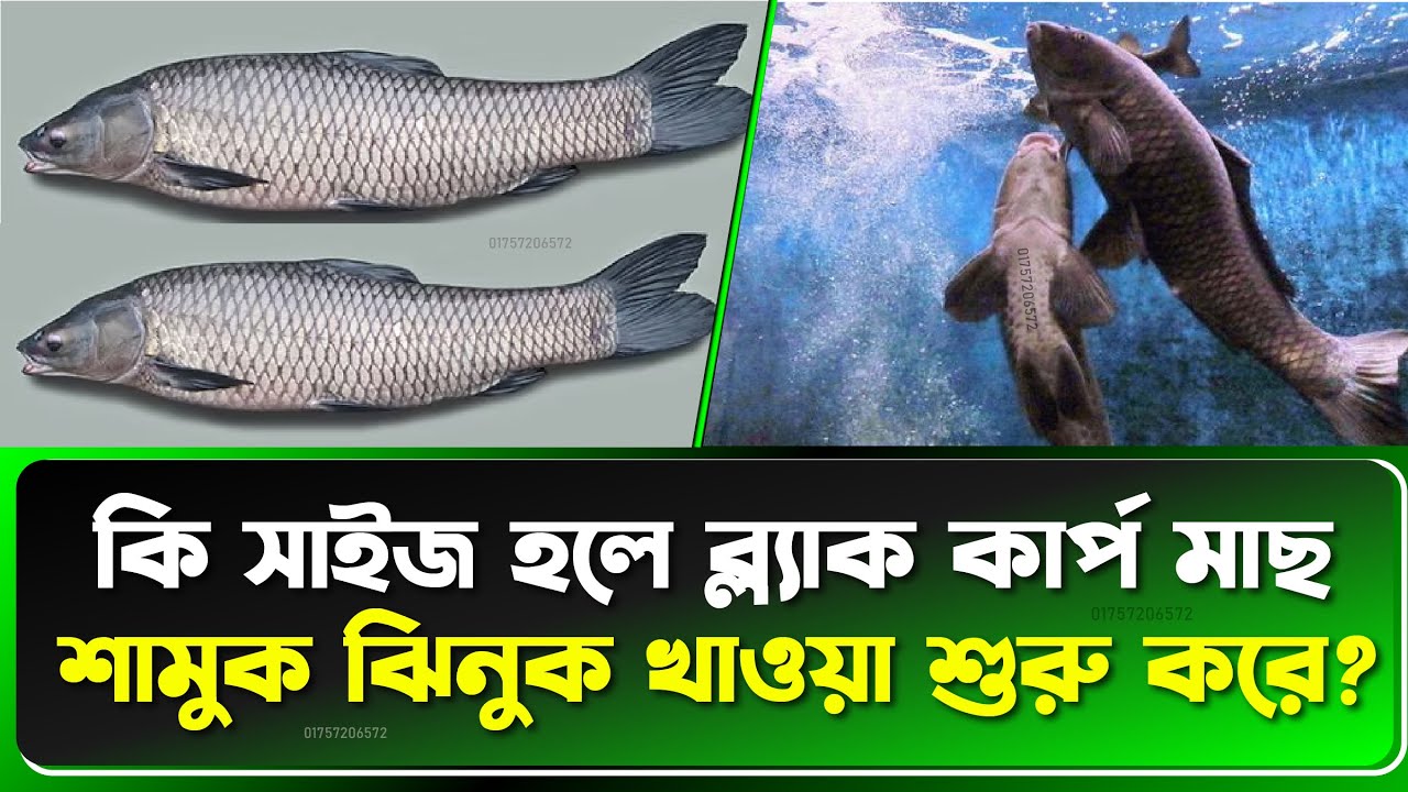 🐟 পুকুরে ব্ল্যাক কার্প মাছের পোনা চাষে অনেক বড় সাইজ! দেখে অবাক | Fish Live BD