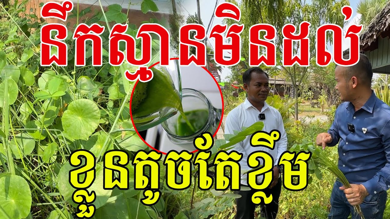 ពិសេសណាស់ ដើមតូចៗមែនពិត តែមានប្រយោជន៍ច្រើនមុខ