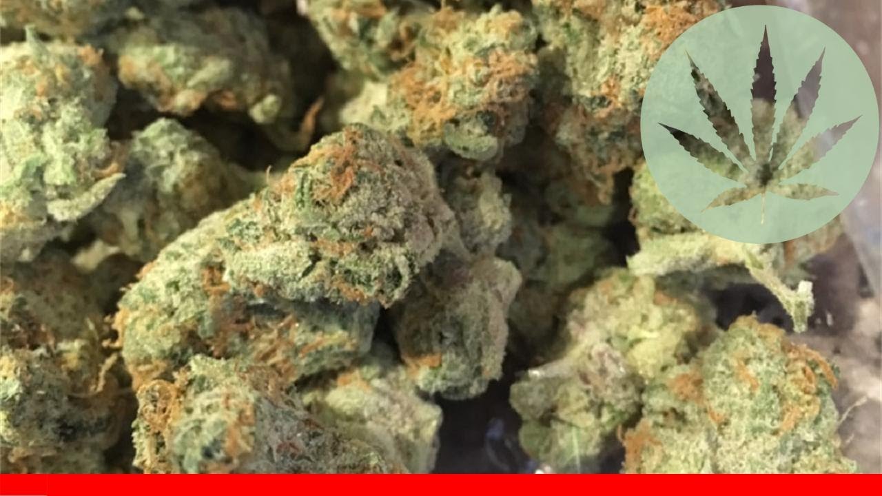 Lemon Meringue - All About This Strain