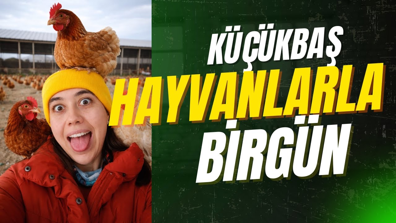 KÖY HAYATI KÜÇÜKBAŞ HAYVANLARLA BİR GÜN:)