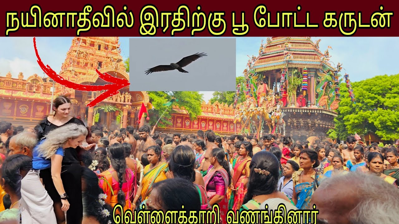 நயினாதீவில் இரததிற்கு பூ போட்ட கருடன் வருடாந்த இரதோற்சவம் வெள்ளைக்காறி வணங்கிய தருணம்