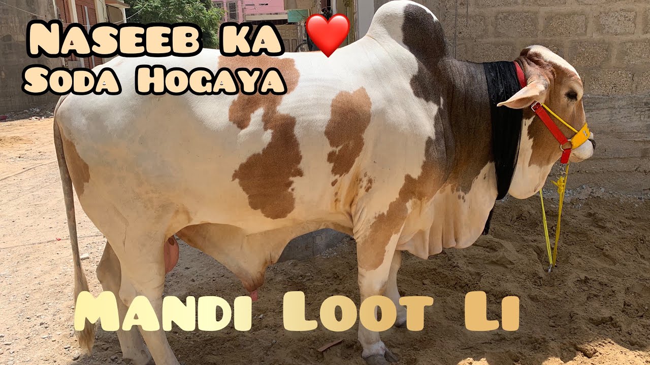 Mandi Loot Li 🐮 | Naseeb ka Soda Hogaya|  northern bypass mandi #mandi