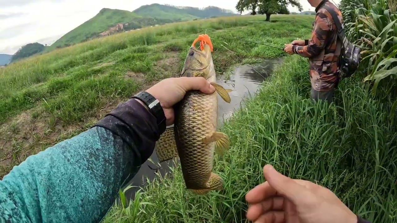#Pescaria de #traíras no #valo #fishing #pesca #videoviral #pescaesportiva 