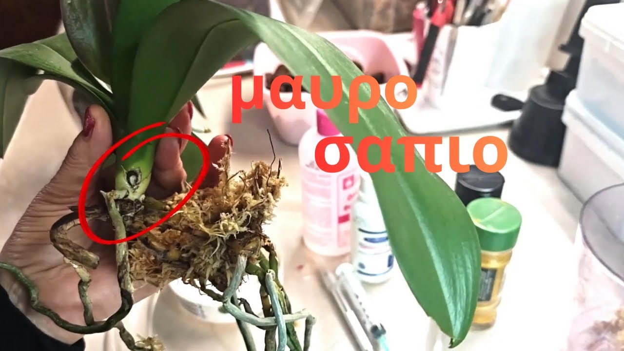 Μαύρο σάπιο.Προσοχή!!!!!!💥