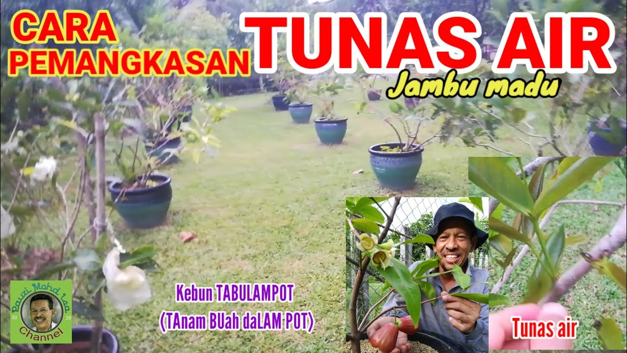 CARA PEMANGKASAN TUNAS AIR | JAMBU MADU