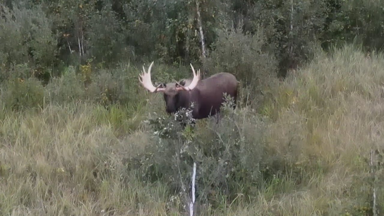Злой бык. Лось во время гона. 