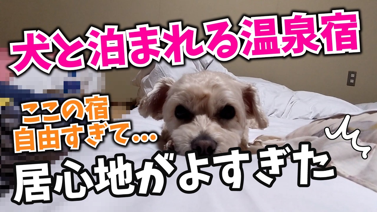 【犬とお泊まり】コスパ最高！鹿鳴荘で愛犬がまさかの大リラックス！ #長野県上田市 #鹿教湯温泉 #鹿鳴荘 #犬とお泊まり #犬とお出かけ