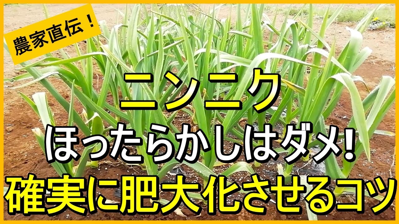 【にんにく栽培】4月以降にやるべき大切なお世話5つを解説【有機農家直伝！無農薬で育てる家庭菜園】 25/4/15