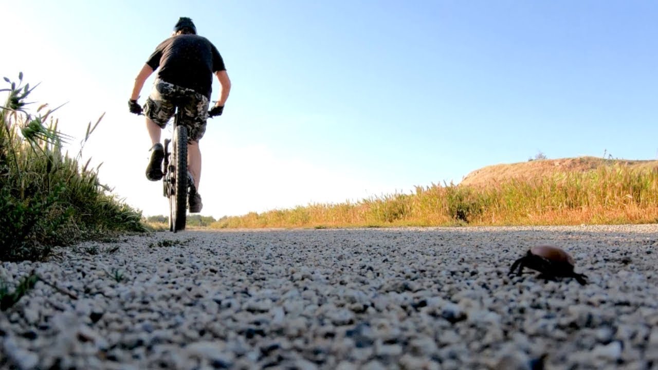 Mountain Bikers at Woodward Park, San Joaquin River, Sycamore Island, R2-D2, Buzzards, and Beetles