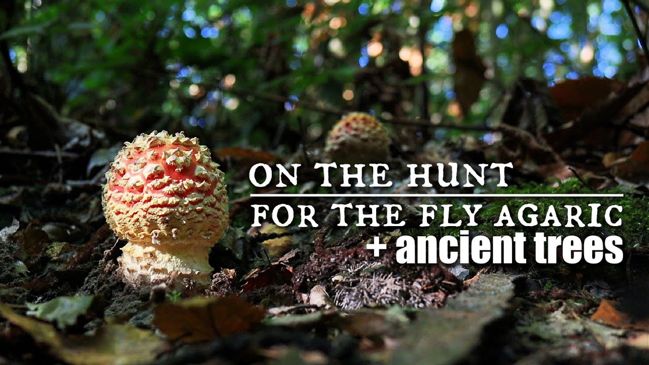 Lets Talk About Mushrooms + Trees Looking For Fly Agaric + Tooled Flints