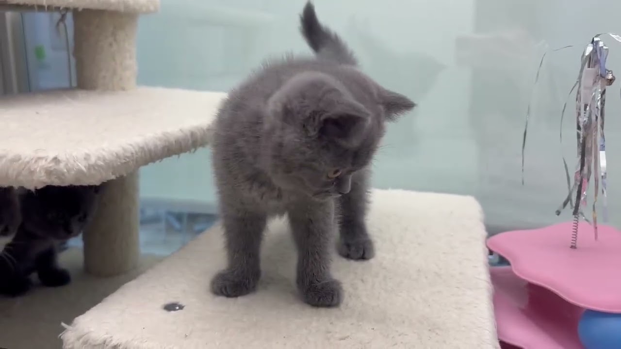 ブリティッシュ　ナナベビー