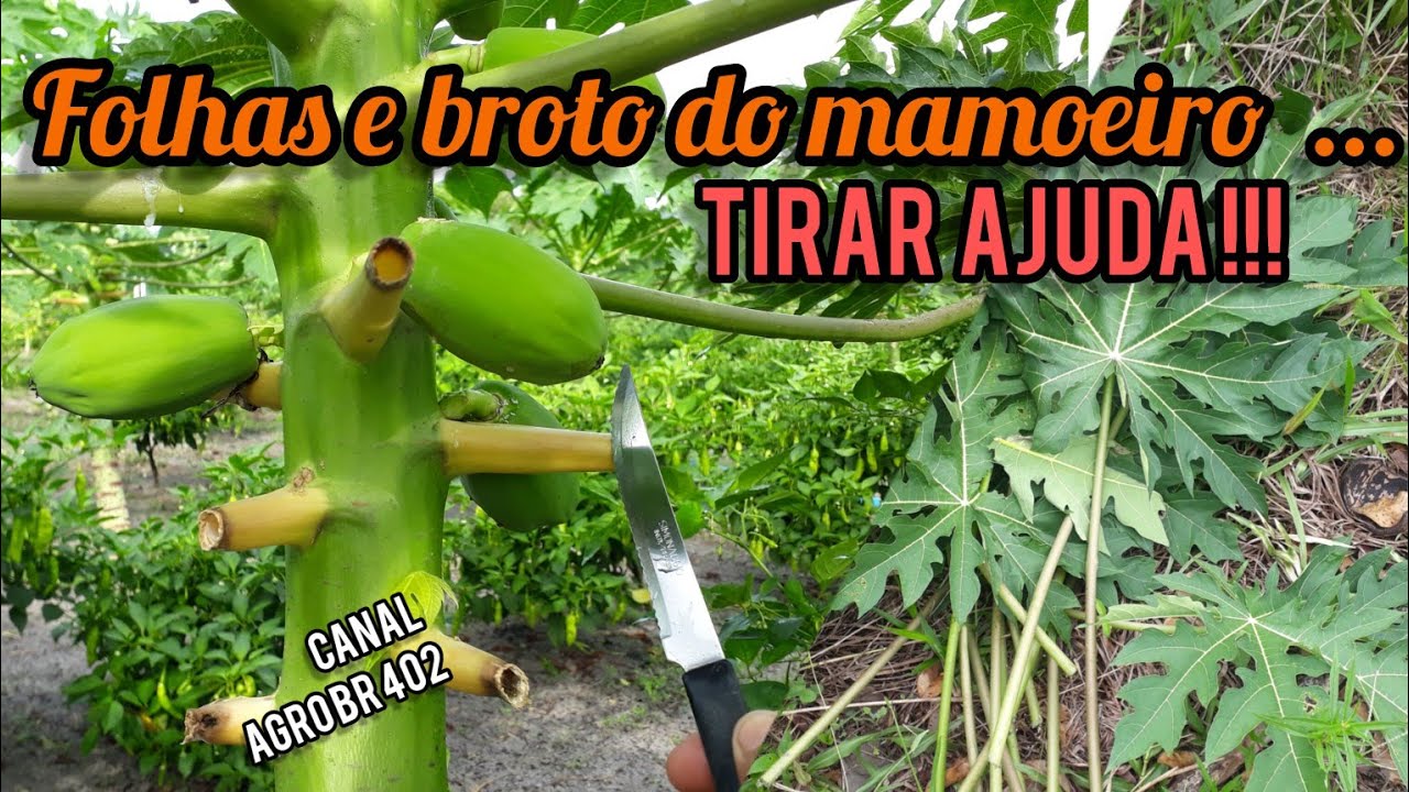 MAMÃO PAPAIA / HAVAÍ / FORMOSA TIRANDO AS FOLHAS E BROTOS CORRETAMENTE 😲!!# Maranhão