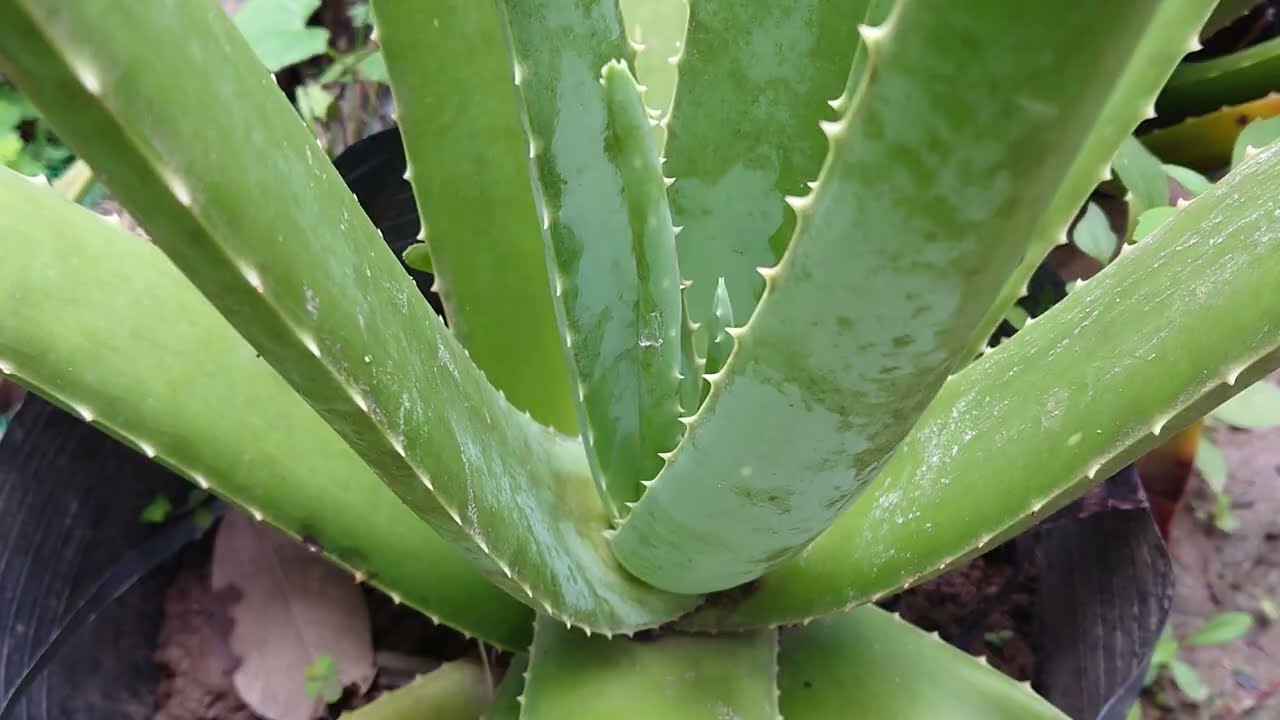 Aloe vera plant,​ Powerful medicinal plant​