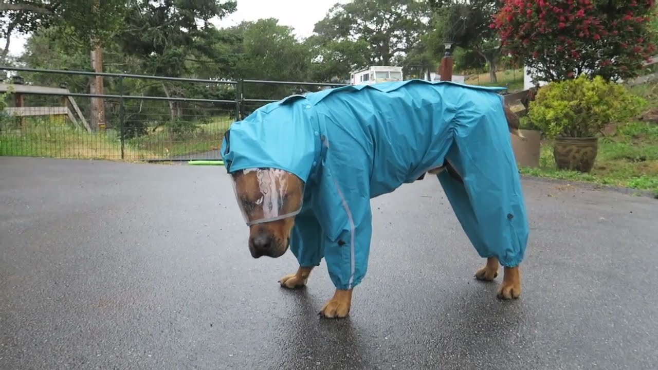 HOASMOA Dog Raincoat Review!